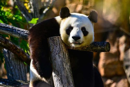 Century Solos Captivating China Panda Bear