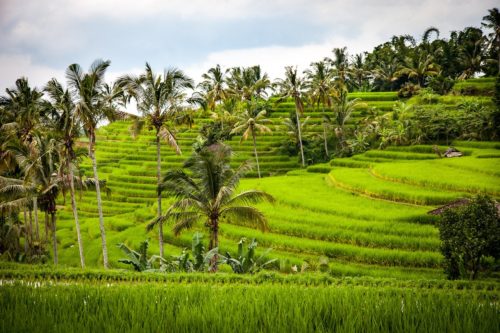 Bali-Indonesia-Rice-Fields