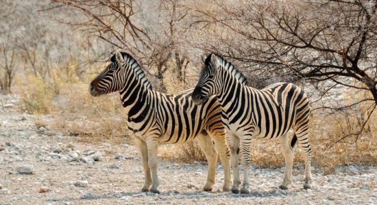 Namibia-zebra